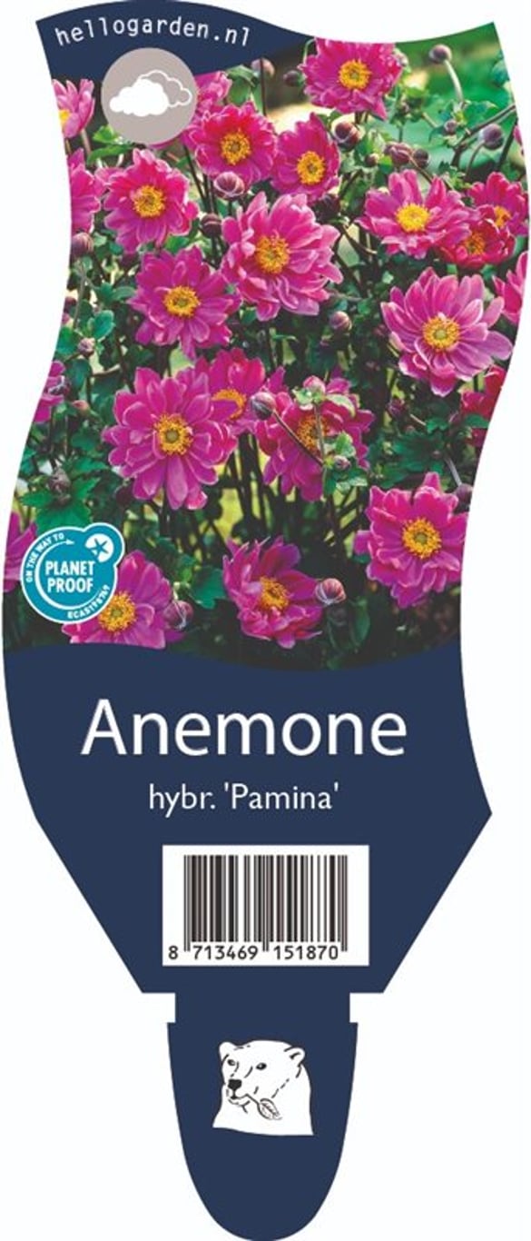 Anemone hyb. 'Pamina' - P11